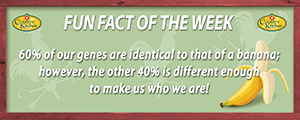 60 percent of our DNA is identical to a banana