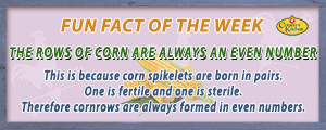 The rows of corn are always an even number