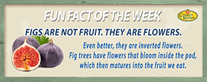 Figs are not fruit but inverted flowers